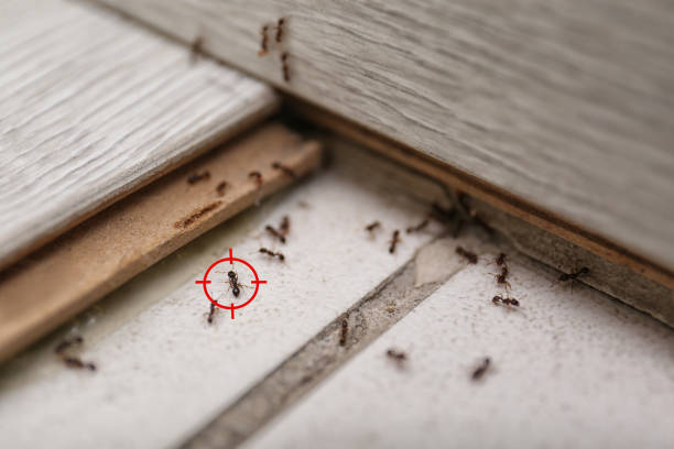 Best Emergency Pest Control  in Caseyvle, IL