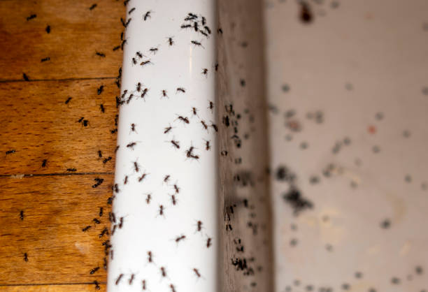 Best Termite Control Services  in Caseyvle, IL